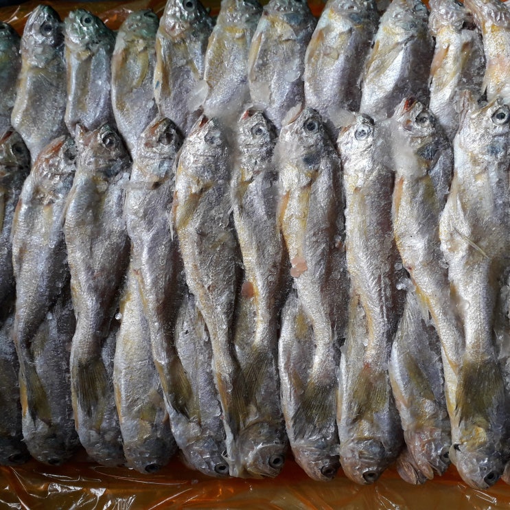 전남 목포 반건조참조기, 20마리, 1200g 추천해요 전남 목포 반건조참조기, 20마리, 1200g 추천해요