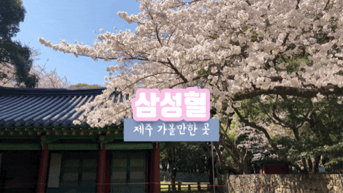 제주공항 근처 가볼만한 곳 삼성혈 봄꽃 명소로 추천