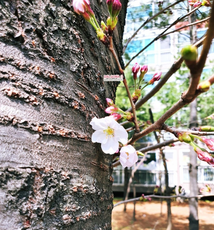  갤럭시노트10+ 카메라 봄사진 찍기 그리고 수다