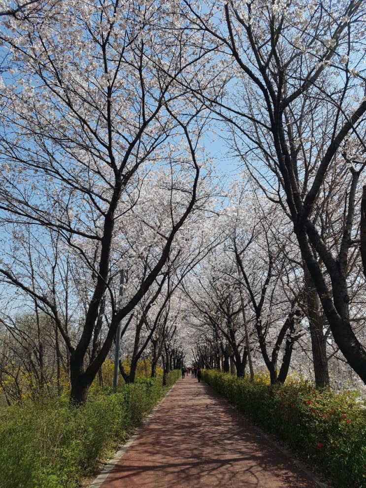 송파 수서 벚꽃 나들이: 탄천, 양재천, 제방천벚꽃길