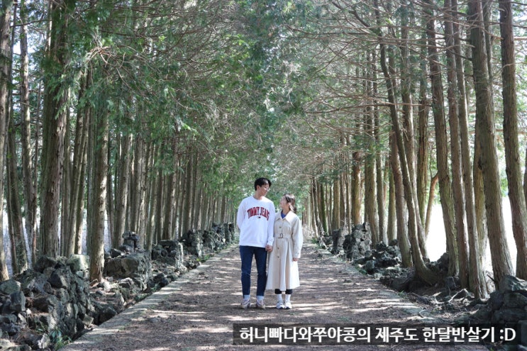 (3/24)제주도 한달반살기 7일차, 오늘은 올래길과 석양으로 잠시 쉬어가는날 [샤이니숲길, 사려니숲길, 카페한라산]