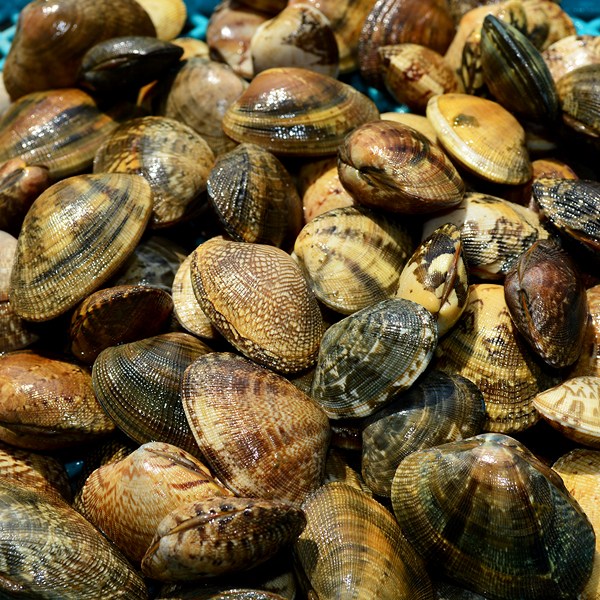 얌테이블 통영 바지락(조개), 1개, 바지락1kg 추천해요 얌테이블 통영 바지락(조개), 1개, 바지락1kg 추천해요