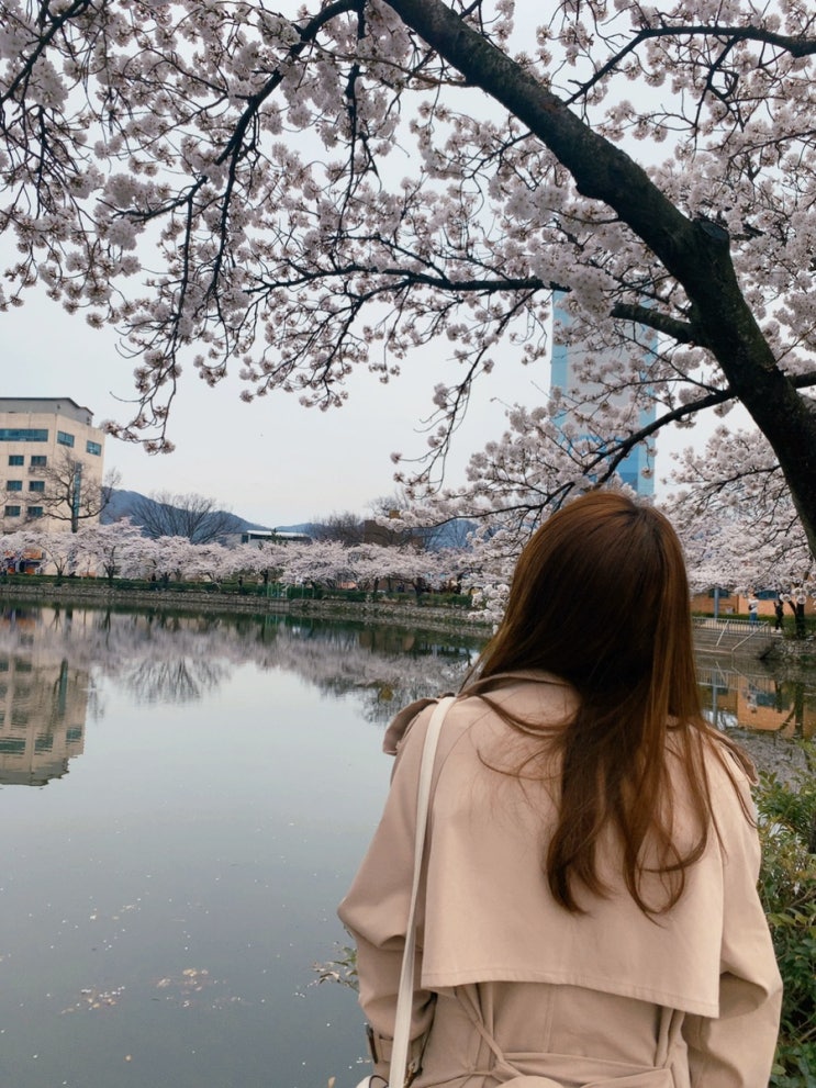 김천 연화지 근황, 오늘도 참 예쁘다!