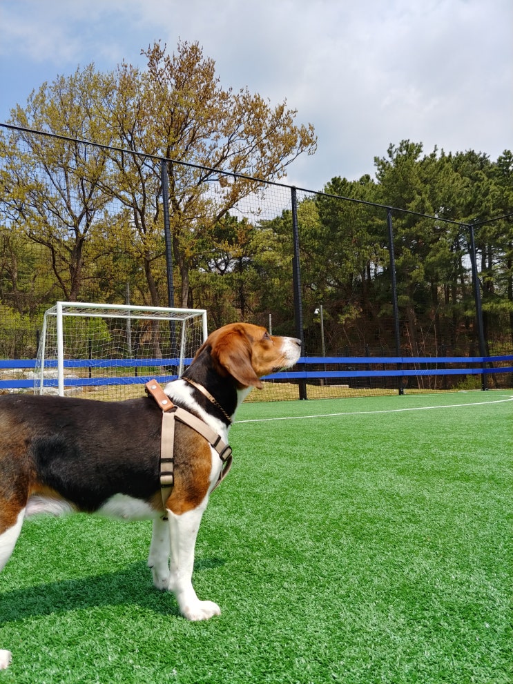  잭슨이 디스크 이야기! 강아지 증상 치료방법과 예방 방법 알아보아요