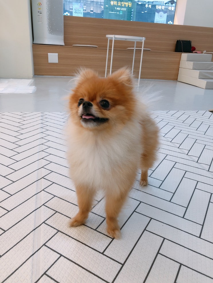  2020/03/29 마롱