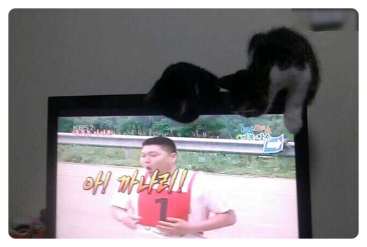 사랑스러운 우리 집고양이 루루비    (루루&루비)를 소개합니다