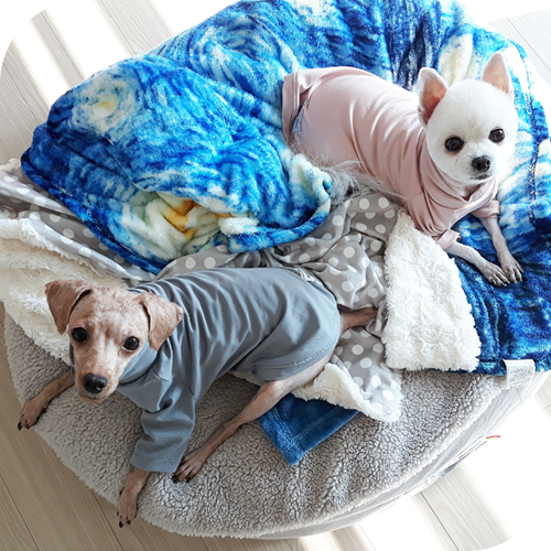  개편한 댕이월드