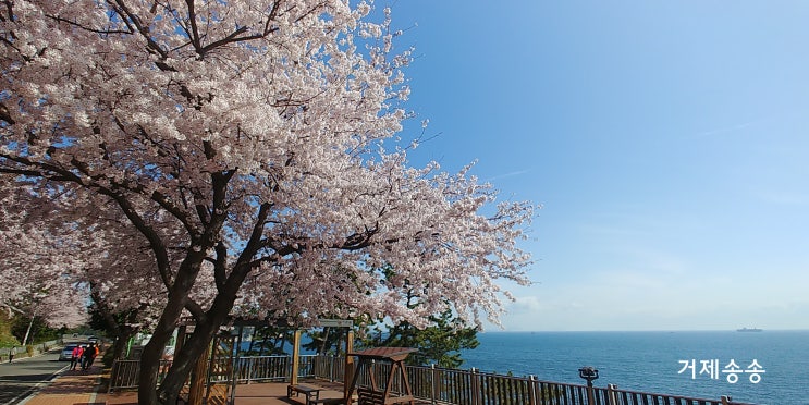  거제도 장승포 벚꽃길과 양지암조각공원