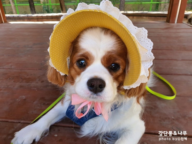  봄봄봄봄~ 봄이 왔어요 주말 산책