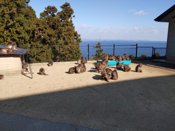 [일본여행] 4박 5일 큐슈/후쿠오카/오이타 여행기(2일차 4번째 - 타카사키야마 자연동물원 pt.2)