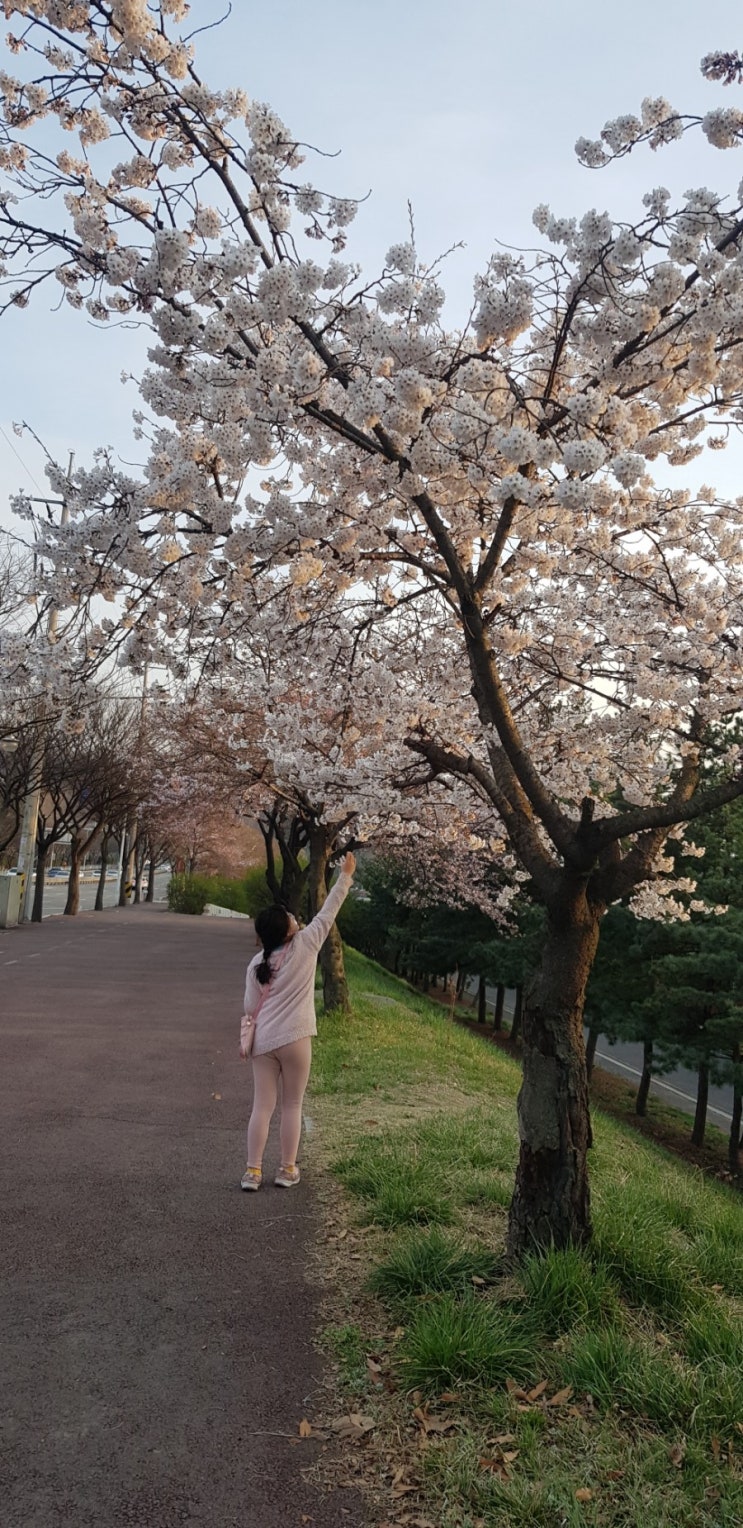  [주말일상]만보걷기!벚꽃도만끽!사부작걷기!
