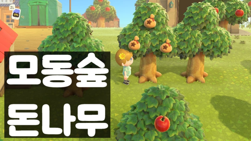팁] 모여봐요 동물의숲 돈나무 심기 : 네이버 블로그
