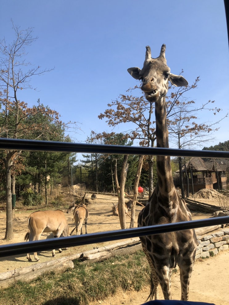  에버랜드 사람없다면서요? 진짜일까요? 어제다녀왔어요!