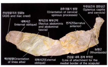 나선선(The spiral line) : 네이버 블로그