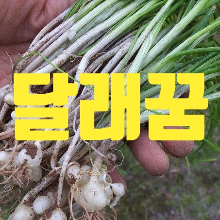  달래꿈,달래캐는꿈 좋습니다.