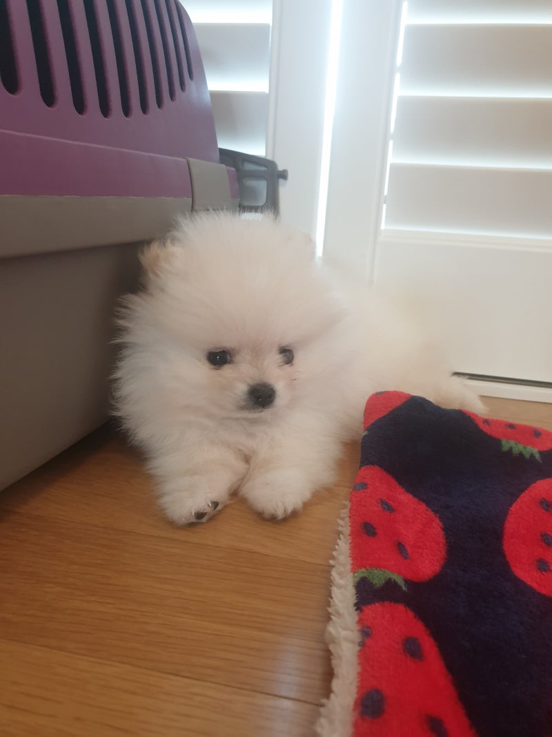 강아지 수면시간 꼭 기억해두세요 : 네이버 블로그