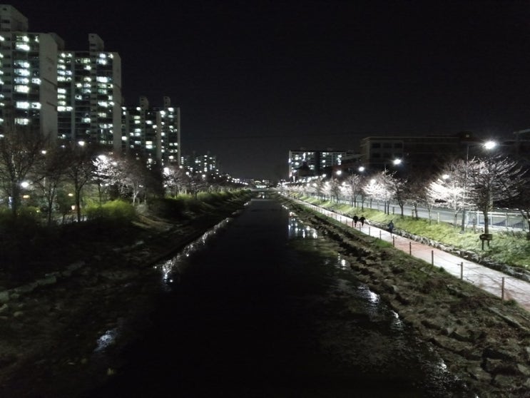  200329 인천 계양구 서부간선천(서부천, 서부간선수로, 서운체육공원, 계양경기장 옆) 벚꽃길 개화