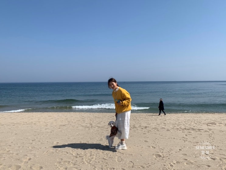  <강원도 양양여행> 오션뷰가 보이는 애견동반펜션 '해뜨는창문'
