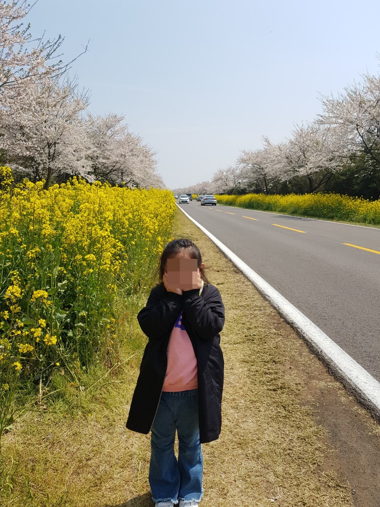  아름다운 벚꽃과 유채꽃을 한번에 즐길 수 있는 제주 녹산로