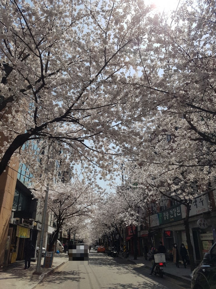  가락동 벚꽃 나들이: 양재대로 62길