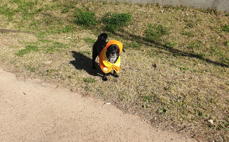 유치원 입학할 준비가 끝난 강아지. 사월이는 오늘도 별내 산책중.