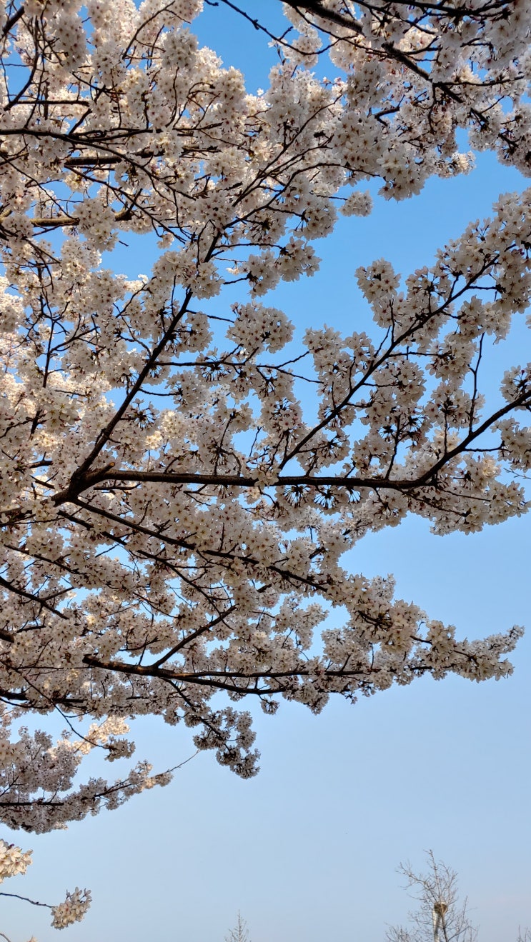  부산 삼락공원 낙동제방벚꽃길(사진위주)