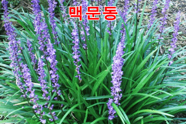 약이 되는 농산물(6)-미세먼지 ·기침에 좋은 '맥문동' 3