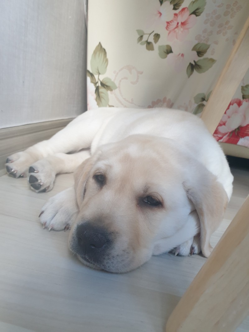 강아지 수면시간 꼭 기억해두세요 : 네이버 블로그