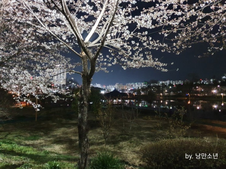  [벚꽃소식] 봄바람 휘날리며~
