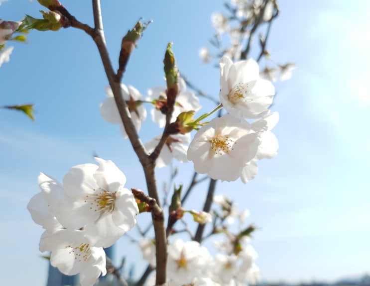  벚꽃은 보고 싶은데 사회적 거리두기 정말 어렵다~