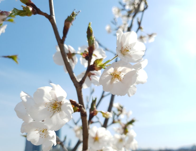 벚꽃은 보고 싶은데 사회적 거리두기 정말 어렵다~