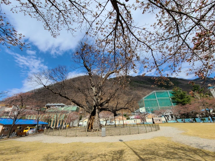  삼척 도계리 긴잎느티나무 힐링 사진!
