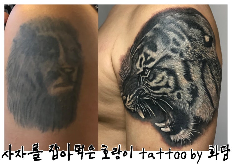  [의정부 화담타투] 사자는 죽어서 호랑이를 남긴다. (Feat. 커버업타투)