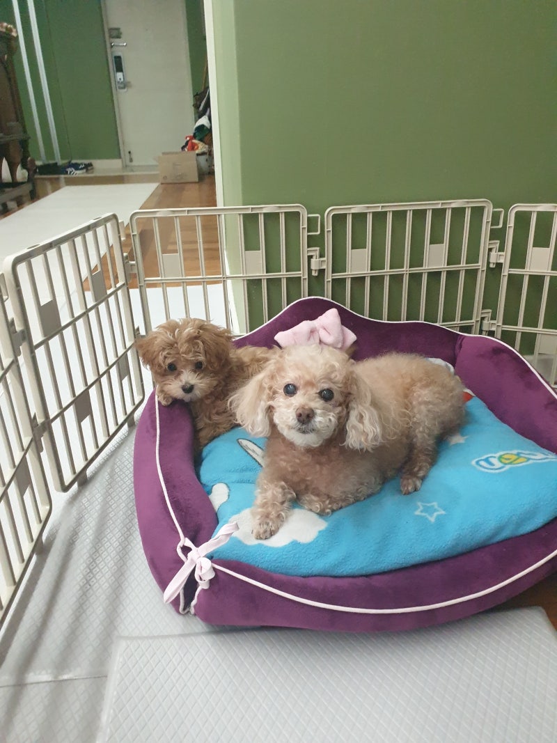 강아지 수면시간 꼭 기억해두세요 : 네이버 블로그