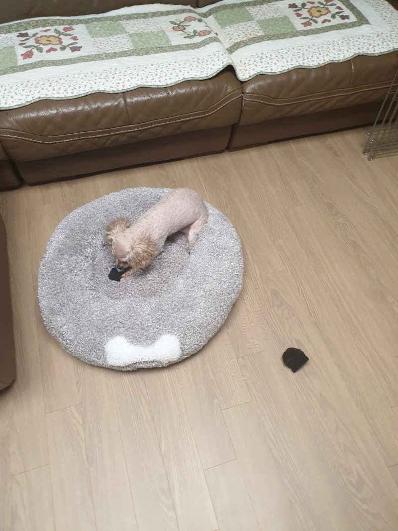강아지 수면시간 꼭 기억해두세요 : 네이버 블로그
