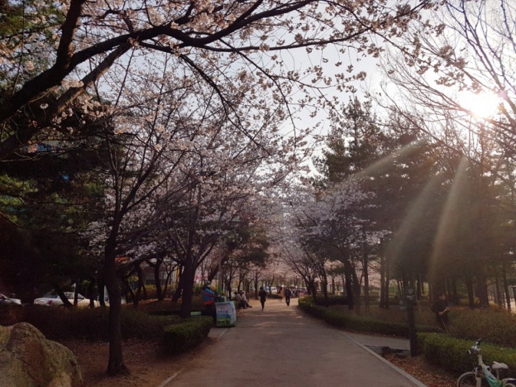 문정 벚꽃 나들이: 문정근린공원