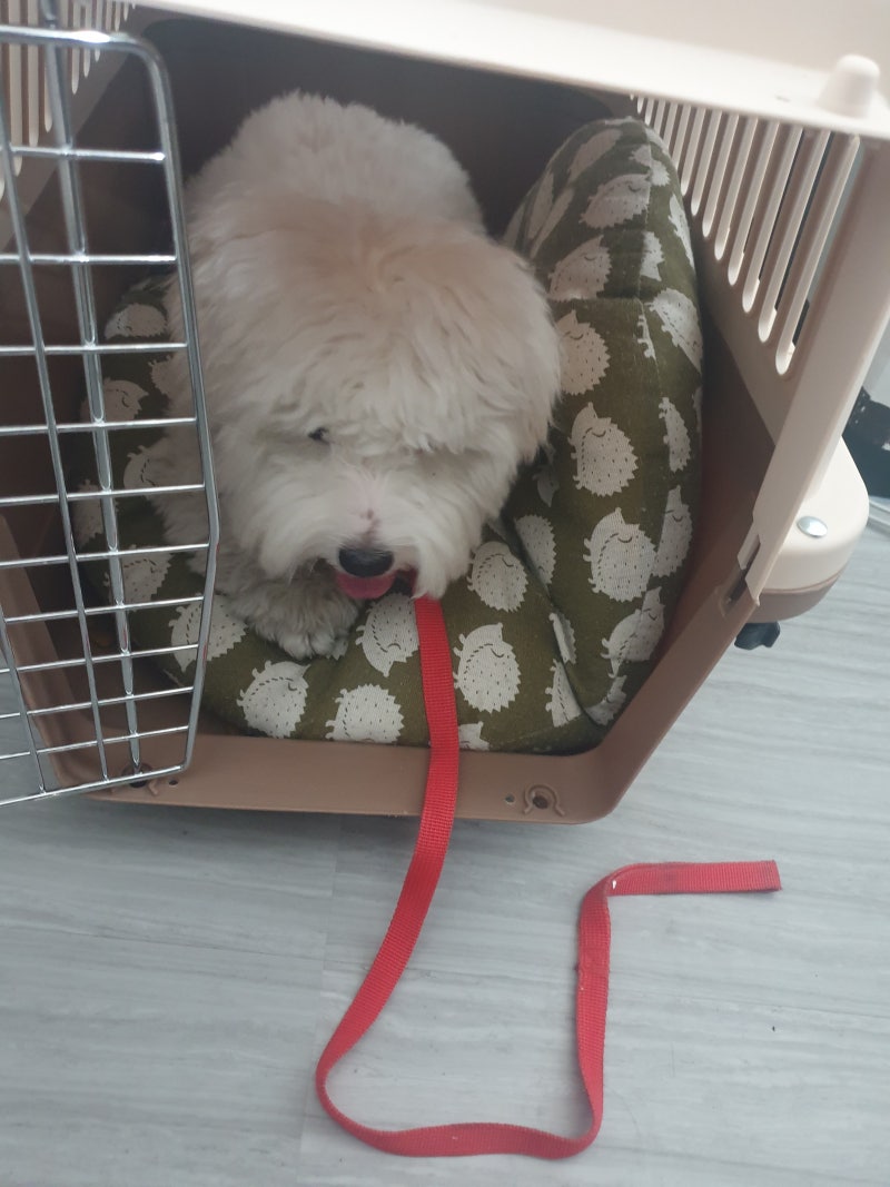 강아지 수면시간 꼭 기억해두세요 : 네이버 블로그