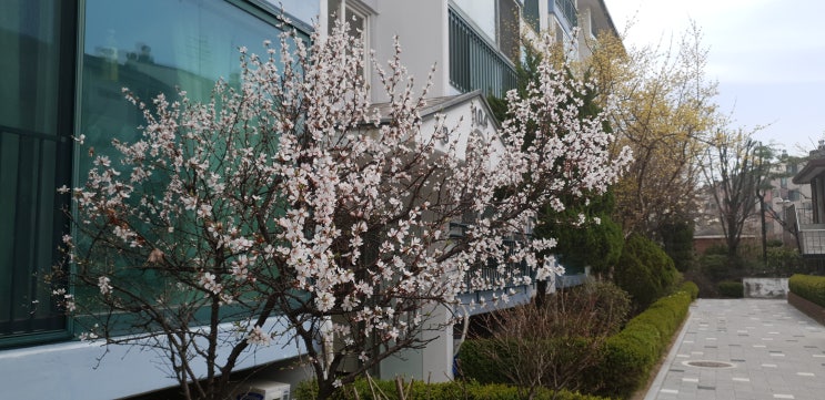  벚꽃 너무 이쁘고 보기 좋은데 왜 나무 다 자르니?