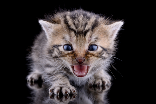 고양이가 위협하는 이유와 대처(고양이 하악질) : 네이버 블로그