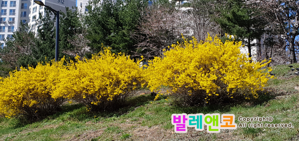  개학연기 그리고 봄나들이 by 양재천