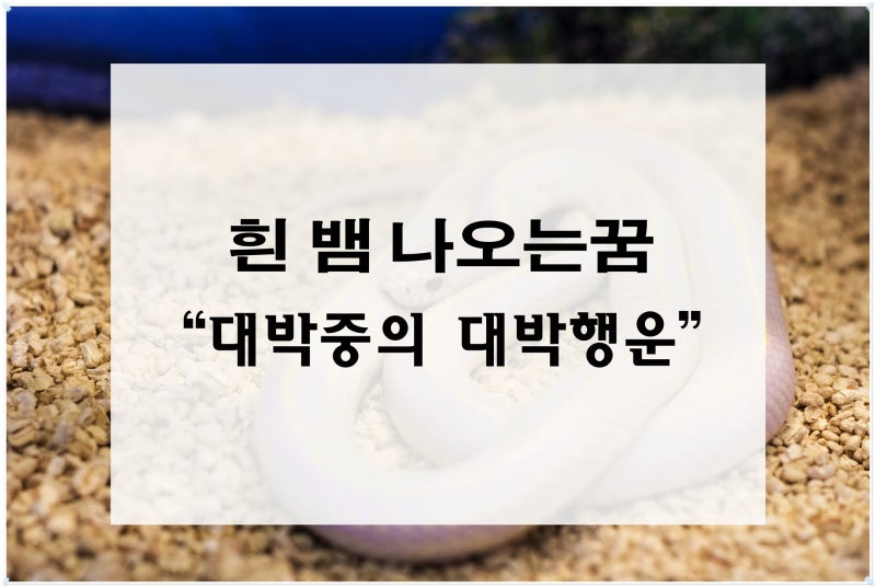 뱀나오는꿈 색상에 따라 해몽이 달라져