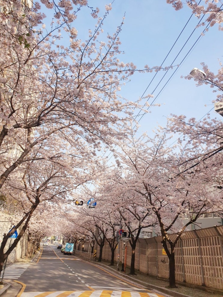 초량토박이가 추천하는 숨은 벚꽃길, 아르미나벚꽃길 - storyduck_로컬에디터