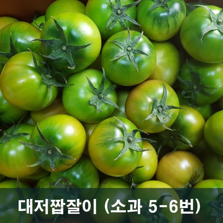  [찬스] (농부로부터) 대저짭짤이 토마토 2.5kg (소과 5-6번과), 1box, 프리미엄 짭짤이 2.5kg (소과 5-6번과) 특템해요! 