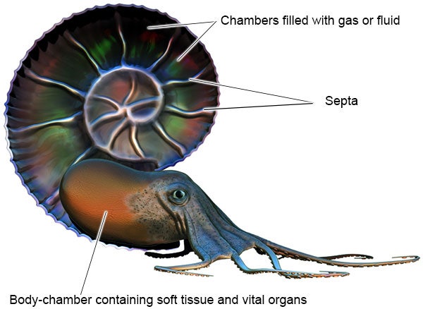 암모나이트(Ammonite)-중생대 대표화석 : 네이버 블로그