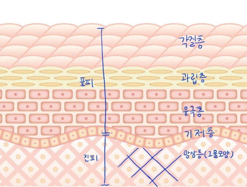 피부의 구조 : 표피, 진피, 피하조직 : 네이버 블로그