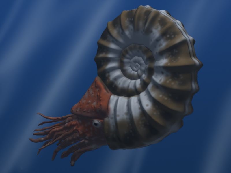 암모나이트(Ammonite)-중생대 대표화석 : 네이버 블로그