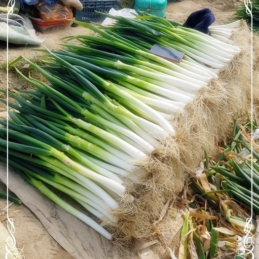  영호네농산물 국내산 진도 대파 1단, 1.3kg 내외 구매 꿀팁