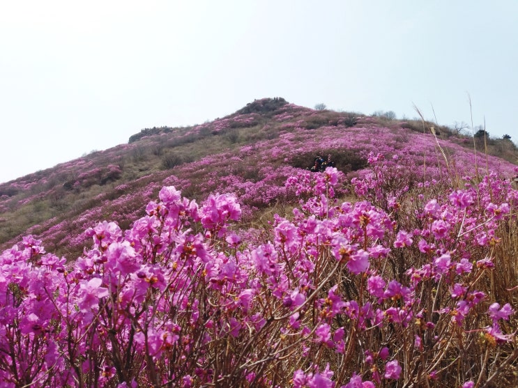 진달래 명산중 봄소식을 가장 먼저 전해주는 여수 영취산 진달래꽃
