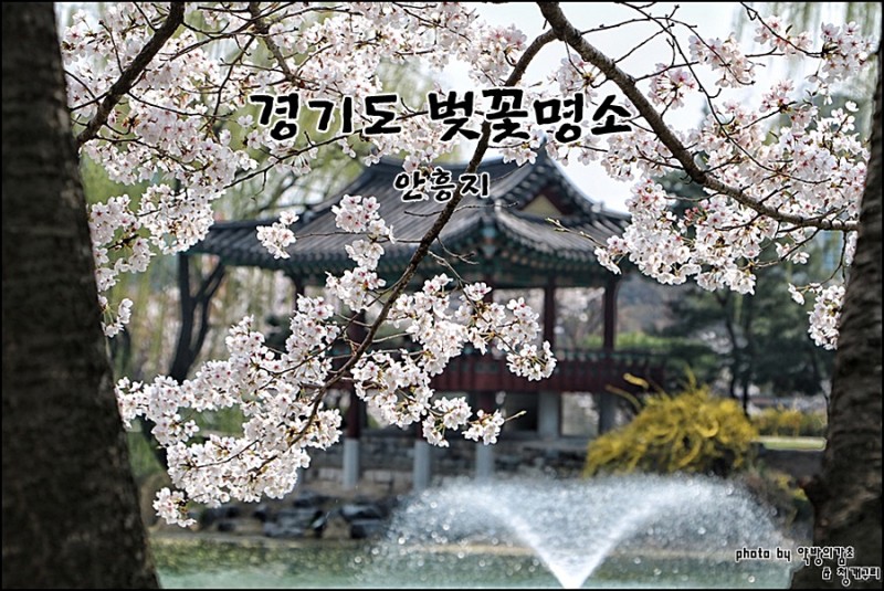 경기도 벚꽃 명소