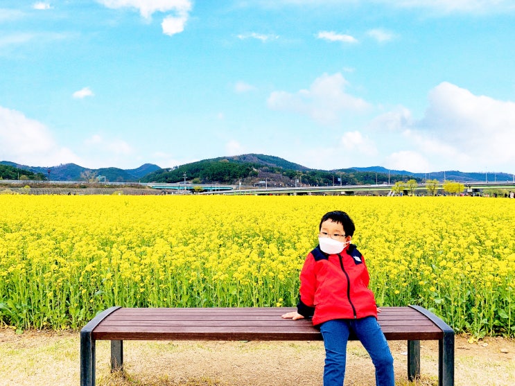  하중도유채꽃 주차 정보 인생사진 건집시다